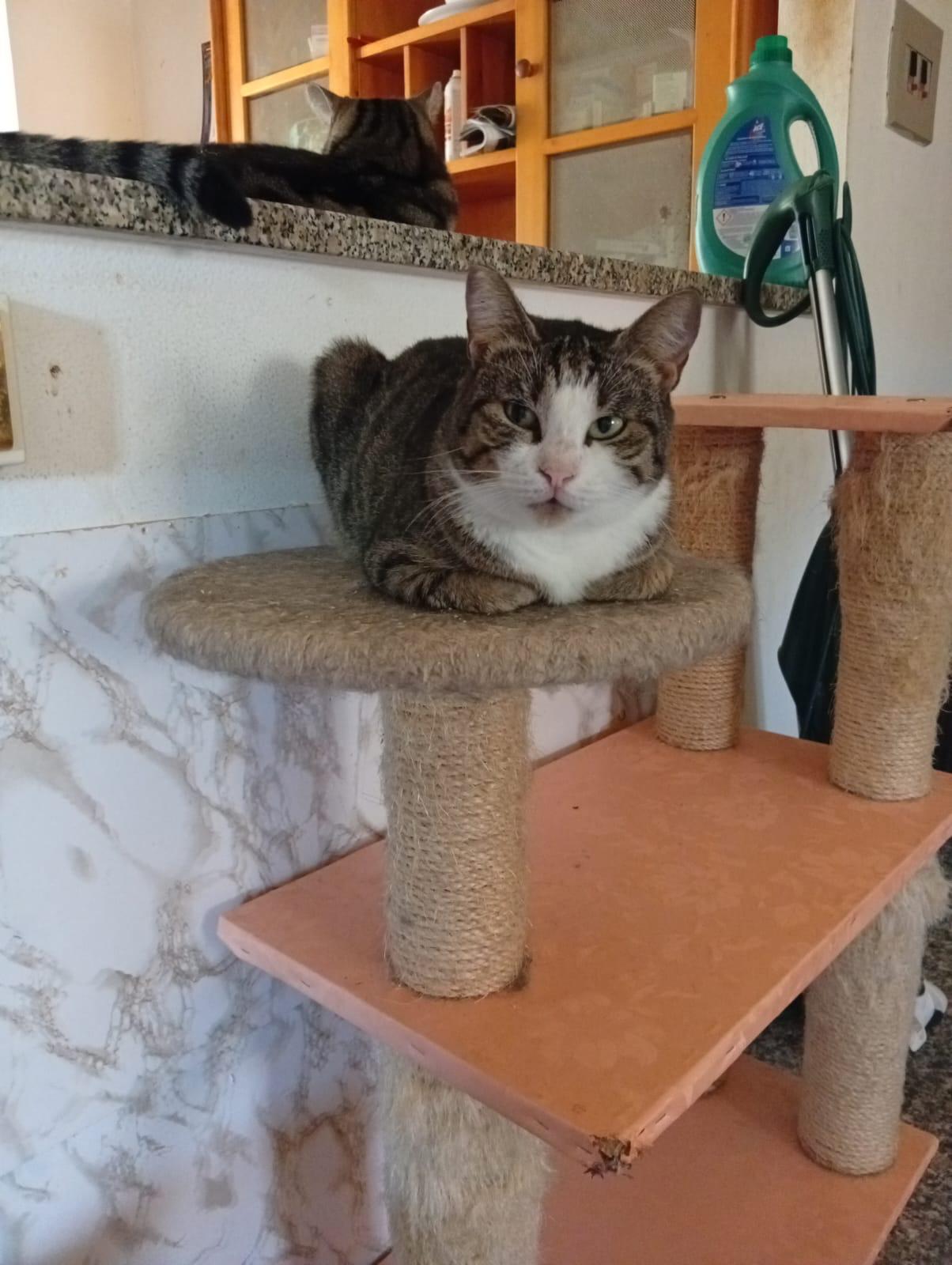 Musetta
