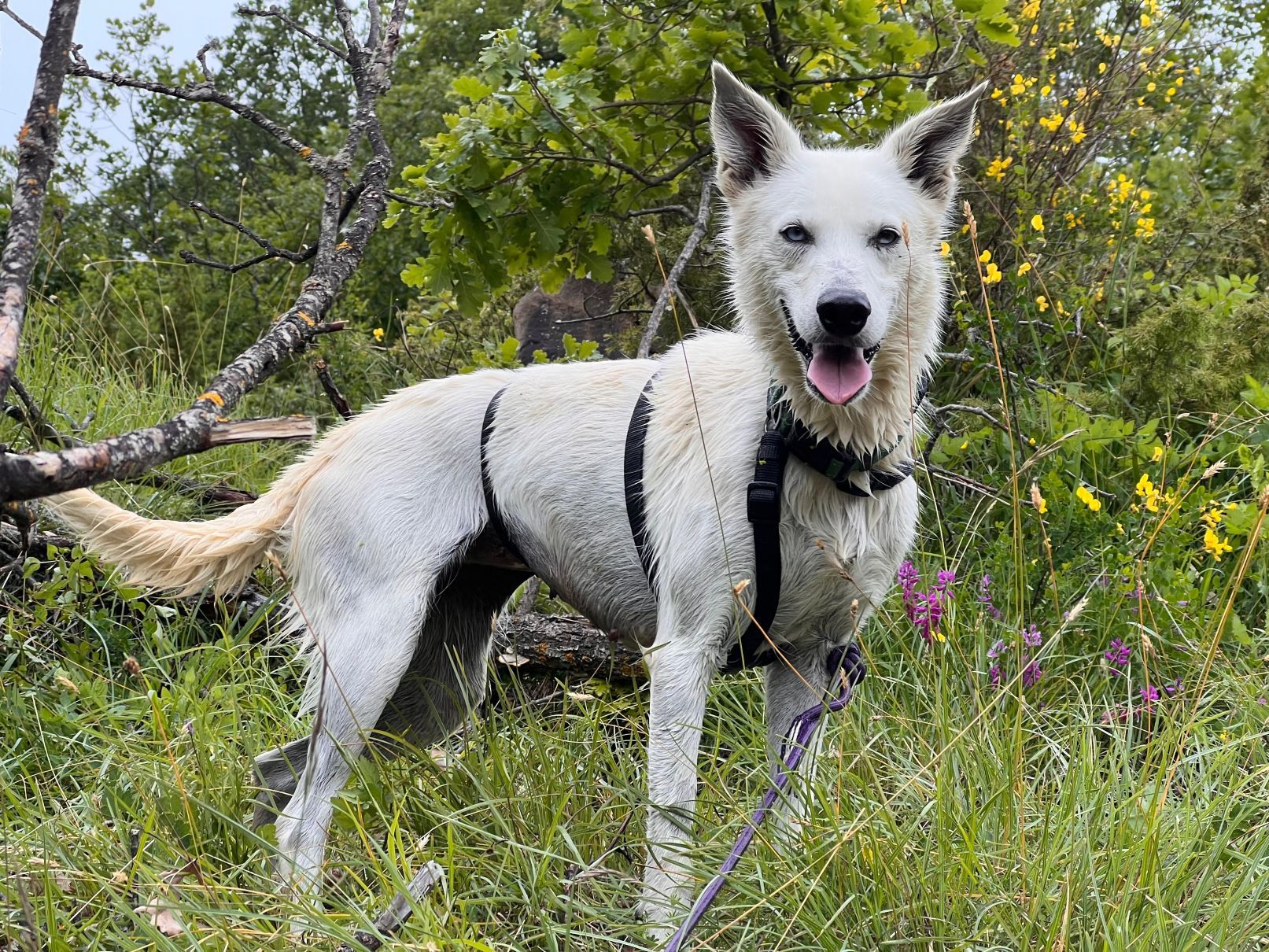 Alaska