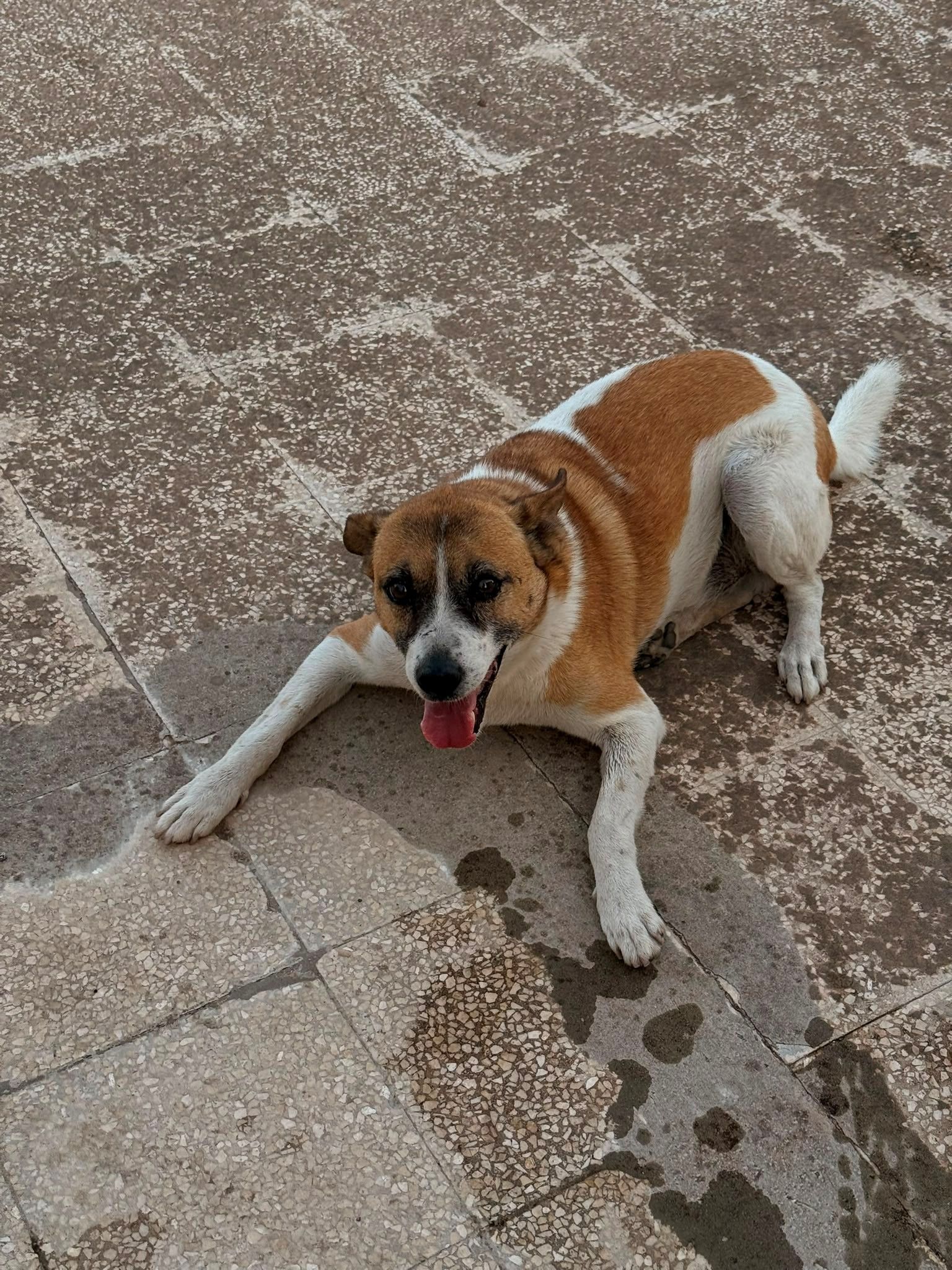 Bettino