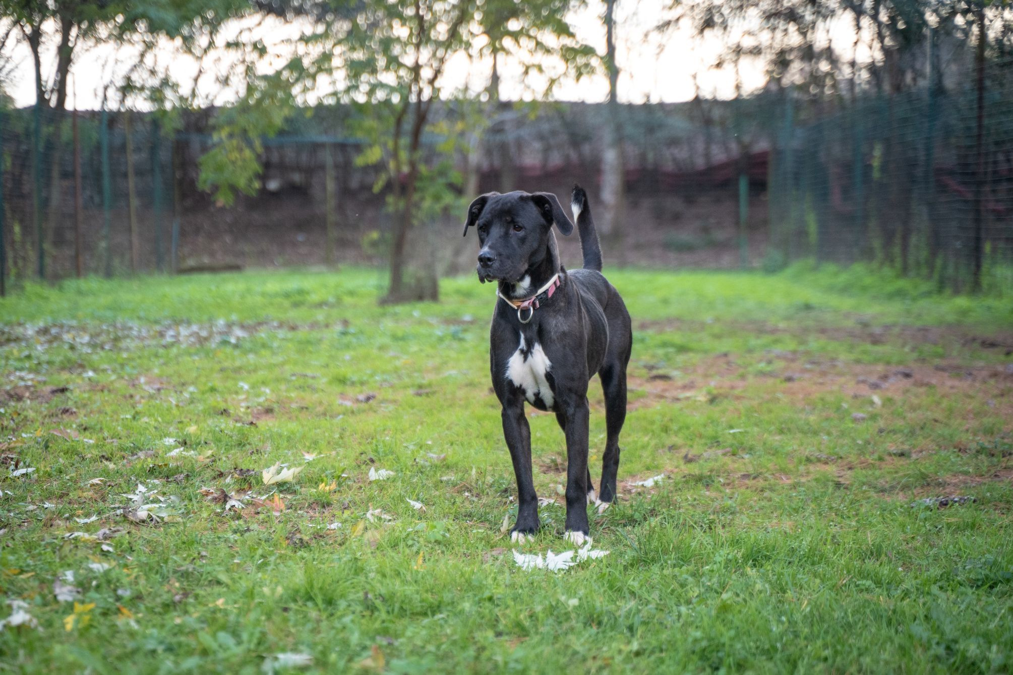 Stella