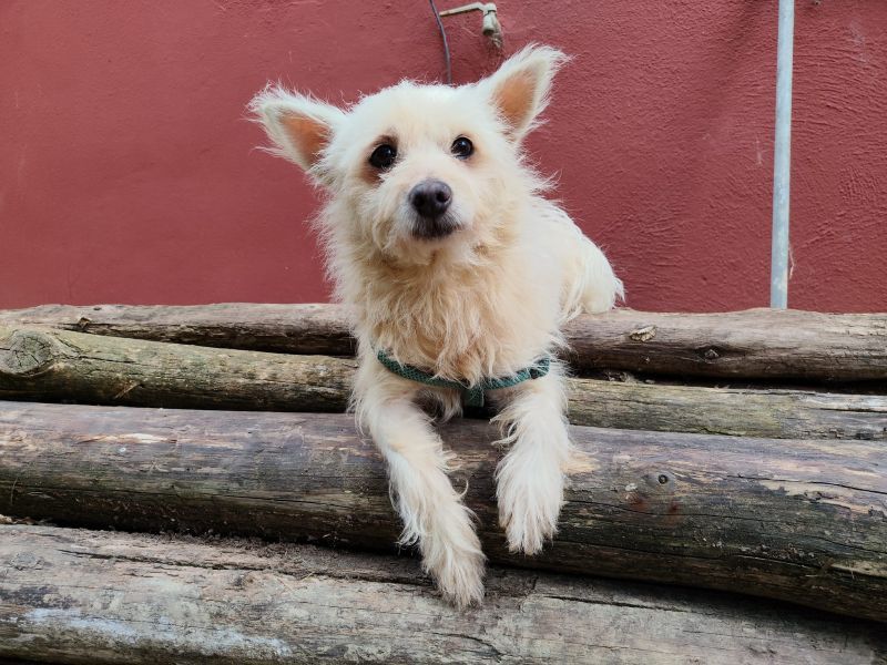 Rudy
