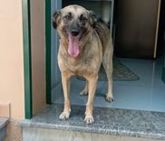 pet