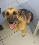 pet