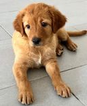 pet