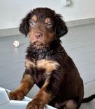 pet