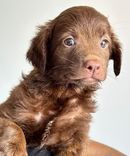 pet