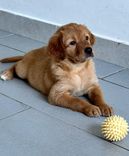 pet
