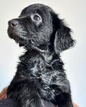pet