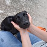 pet