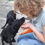 pet