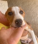 pet