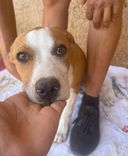 pet