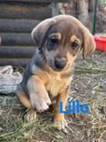 CHICCO/LILLO/CANDY