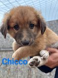 CHICCO/LILLO/CANDY
