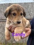 CHICCO/LILLO/CANDY