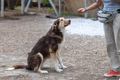 pet