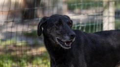 pet