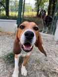 pet