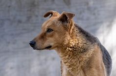 pet
