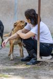 pet
