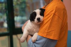 pet
