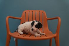pet
