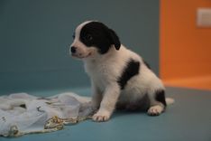 pet