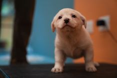 pet