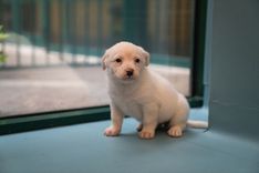 pet