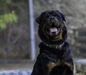 pet