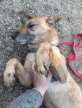 pet