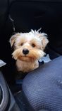 pet