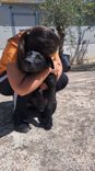 pet