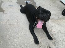 pet