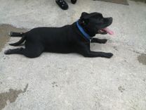 pet