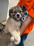 pet