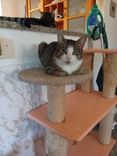 Musetta