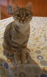 pet