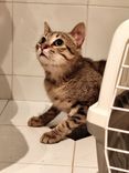 pet