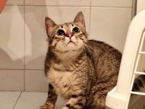 pet