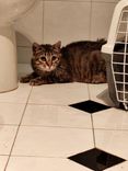 pet