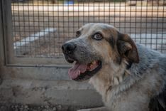 pet