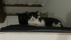 pet