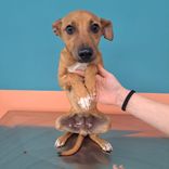 pet