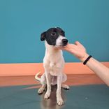 pet