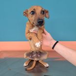 pet