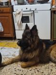 pet