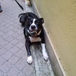 pet