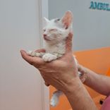 pet