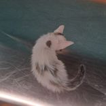 pet